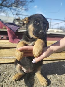 Цуценята німецької вівчарки