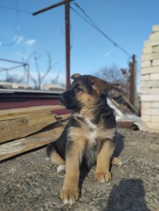 Цуценята німецької вівчарки