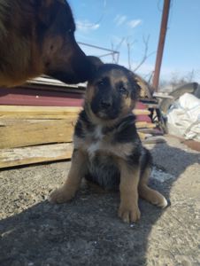 Цуценята німецької вівчарки