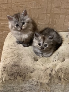 Котята сибирской кошки