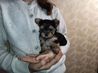 Цуценята йорширского тер'єра