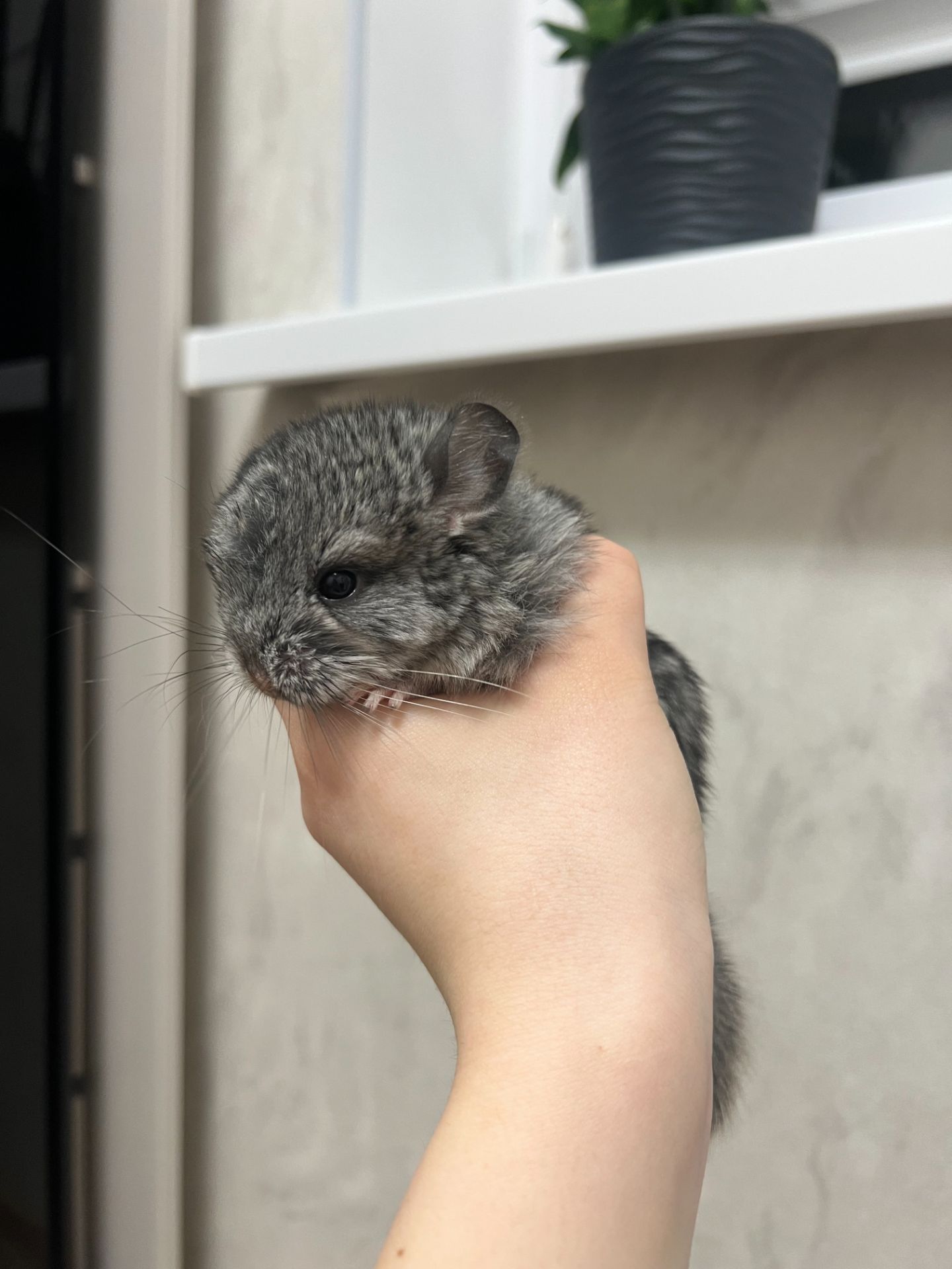 Сірий стандарт