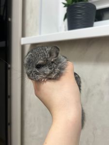 Сірий стандарт