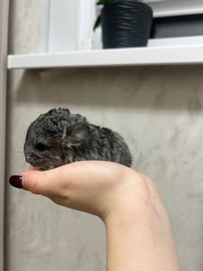 Сірий стандарт