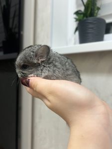 Сірий стандарт