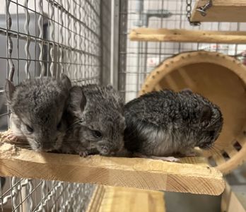 Сірий стандарт