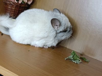 Шиншила хлопчик біла ангора