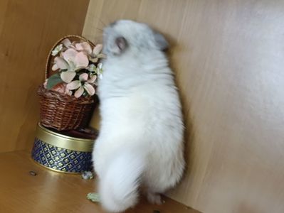 Шиншила хлопчик біла ангора