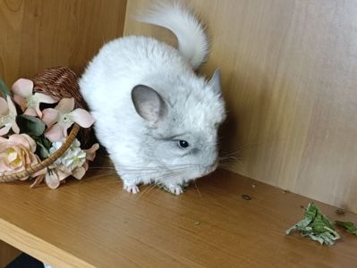 Шиншила хлопчик біла ангора