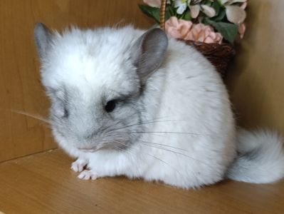 Шиншила хлопчик біла ангора