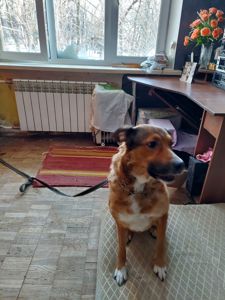 Тейла шукає одину