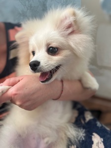 Хлопчик малого шпіца