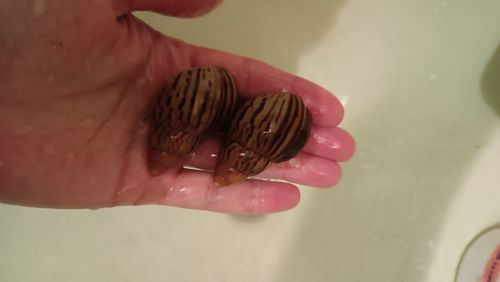 Achatina craveni