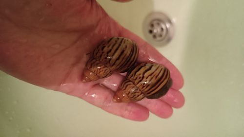 Achatina craveni