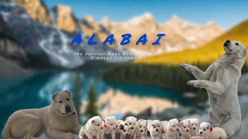Продам цуценят середньоазіатську вівчарку - Алабай
