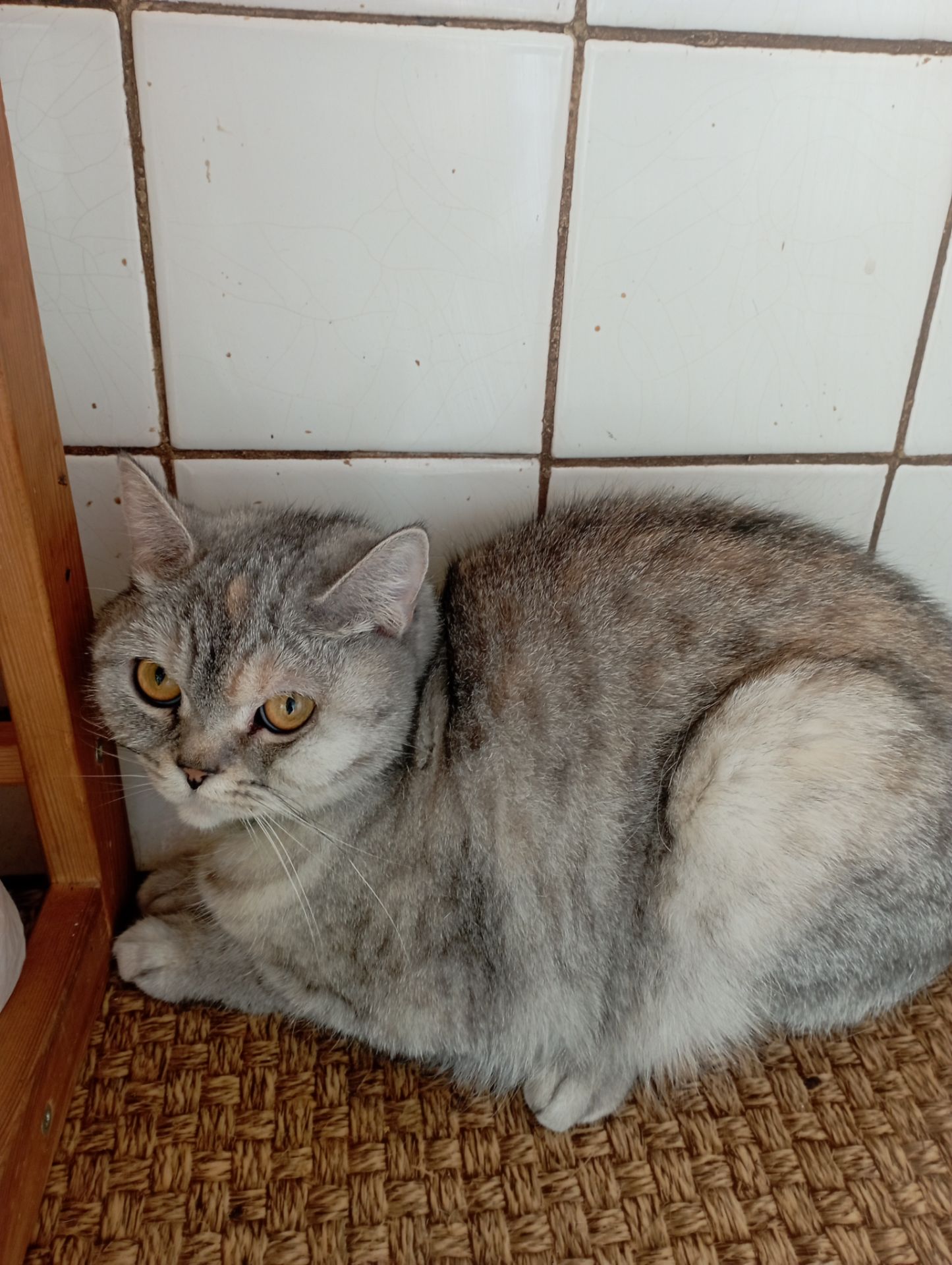 Кошка Кира