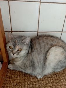 Кошка Кира