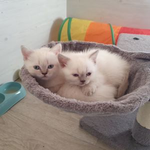 Кошеня шотландське породне.Паспорт. вакцинація