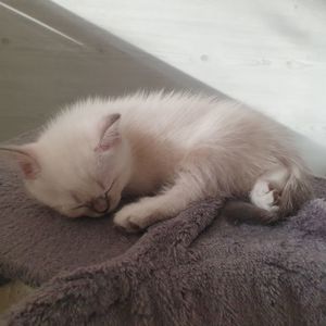 Кошеня шотландське породне.Паспорт. вакцинація