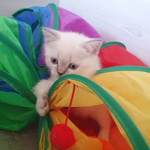 Кошеня шотландське породне.Паспорт. вакцинація