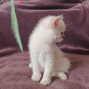 Кошеня шотландське породне.Паспорт. вакцинація