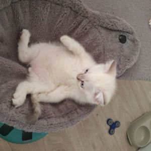 Кошеня шотландське породне.Паспорт. вакцинація