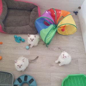 Кошеня шотландське породне.Паспорт. вакцинація