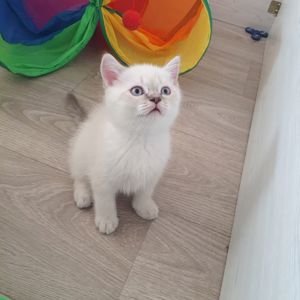 Кошеня шотландське породне.Паспорт. вакцинація