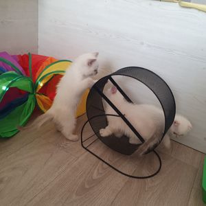 Кошеня шотландське породне.Паспорт. вакцинація