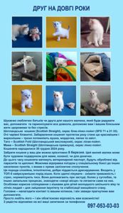Кошеня шотландське породне.Паспорт. вакцинація