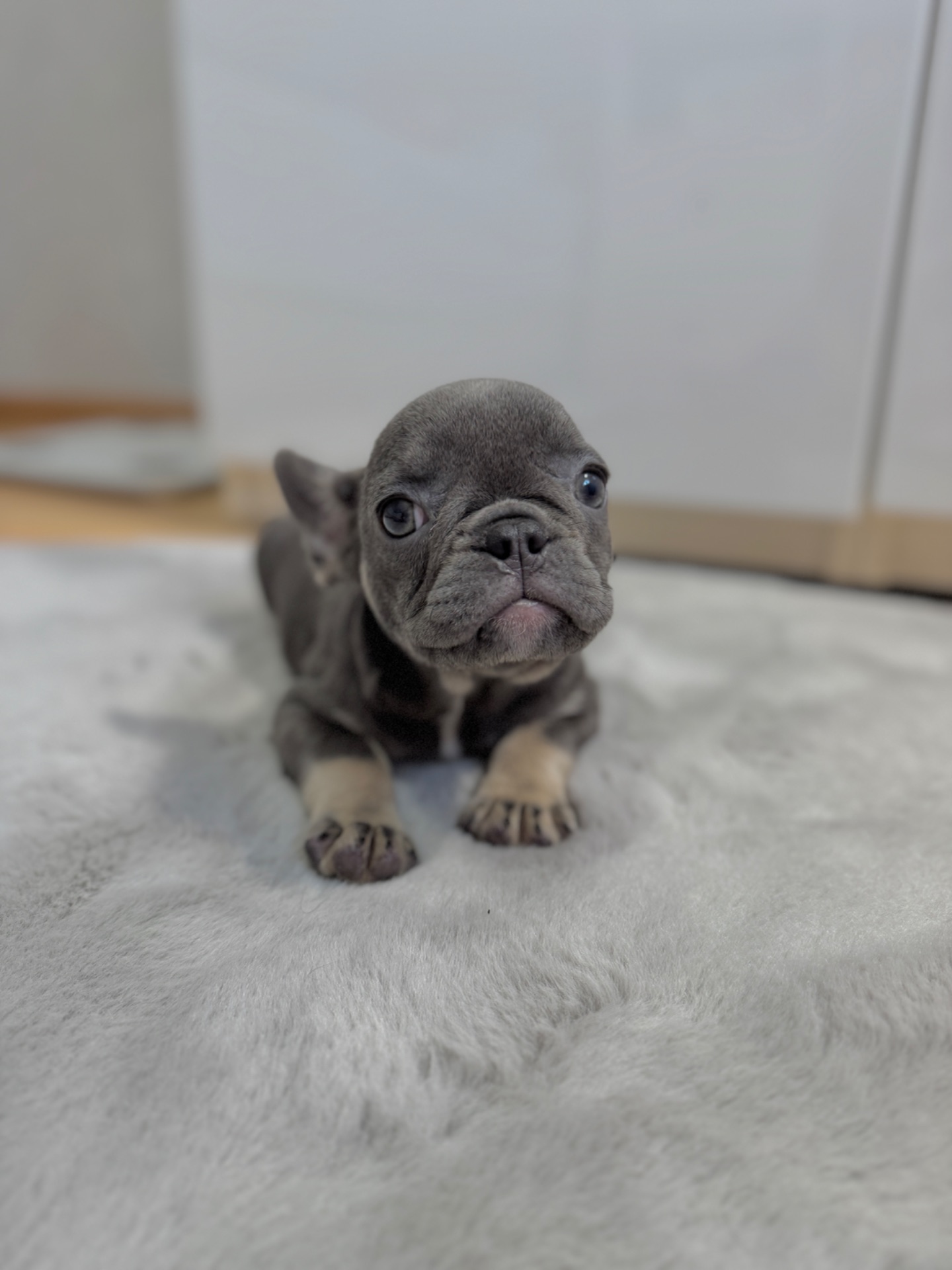 Lilac tan French bulldog female girl Kyiv