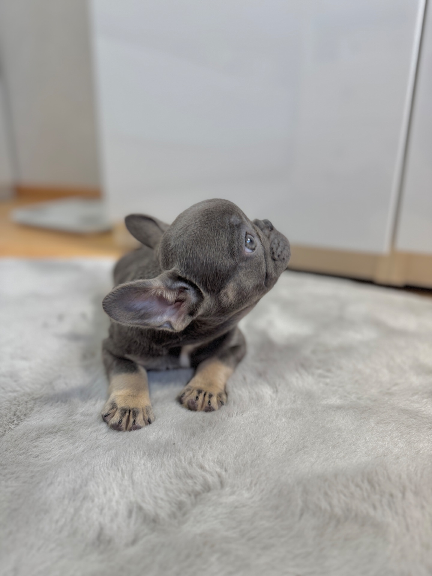 Lilac tan French bulldog female girl Kyiv