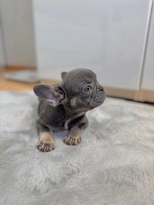 Lilac tan French bulldog female girl Kyiv