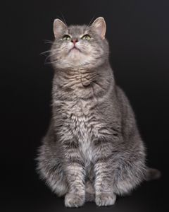 Шейла