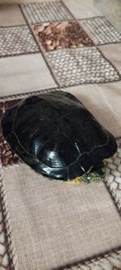 Червоновуха черепаха