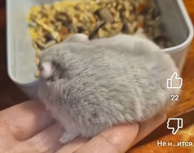 Фенотип Бузок