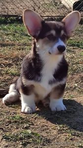 Вельш коргі пемброк