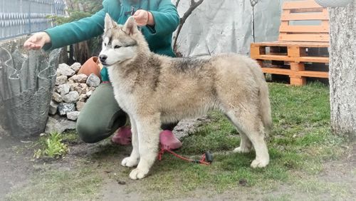 Самец сібірскай хаскі