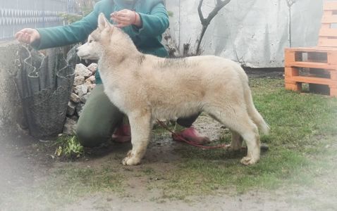 Самец сібірскай хаскі