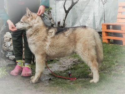 Самец сібірскай хаскі