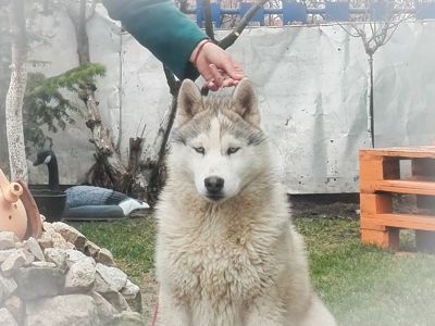 Самец сібірскай хаскі