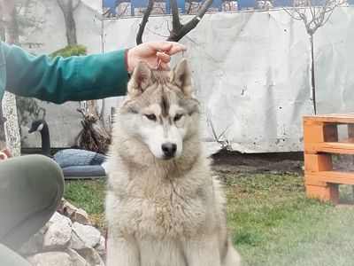 Самец сібірскай хаскі