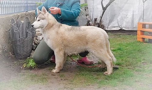 Самец сібірскай хаскі