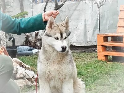 Самец сібірскай хаскі