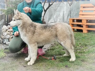 Самец сібірскай хаскі