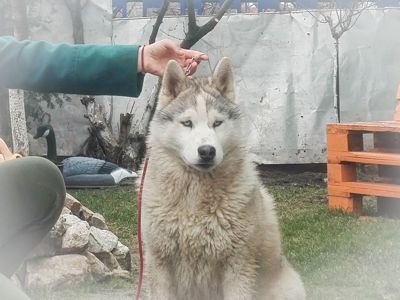 Самец сібірскай хаскі