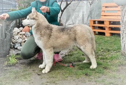 Самец сібірскай хаскі