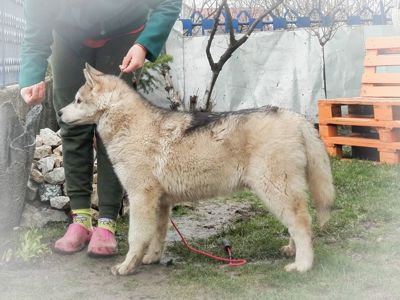 Самец сібірскай хаскі