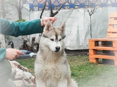 Самец сібірскай хаскі