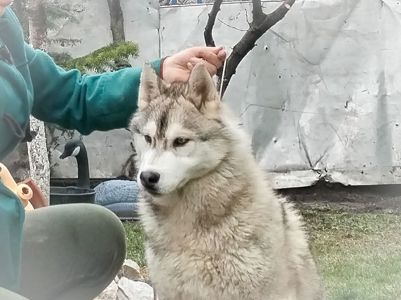 Самец сібірскай хаскі